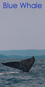 blue whale