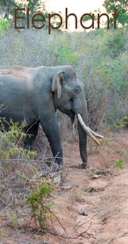 elephant