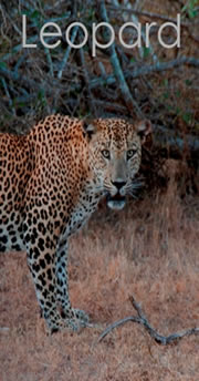 leopard