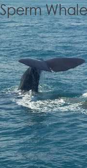 sperm whale